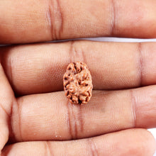 Load image into Gallery viewer, 2 Mukhi Rudraksha from Indonesia - Bead No. 258