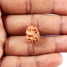 Load image into Gallery viewer, 2 Mukhi Rudraksha from Indonesia - Bead No. 259