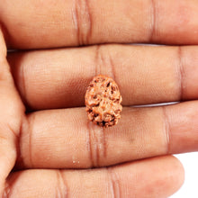 Load image into Gallery viewer, 2 Mukhi Rudraksha from Indonesia - Bead No. 262