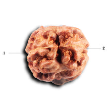 Load image into Gallery viewer, 2 Mukhi Rudraksha from Indonesia - Bead No. 263