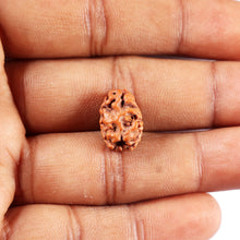 Load image into Gallery viewer, 2 Mukhi Rudraksha from Indonesia - Bead No. 264