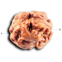 Load image into Gallery viewer, 2 Mukhi Rudraksha from Indonesia - Bead No. 264