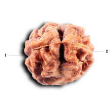 Load image into Gallery viewer, 2 Mukhi Rudraksha from Indonesia - Bead No. 265