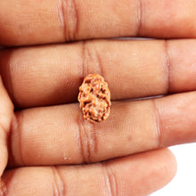 Load image into Gallery viewer, 2 Mukhi Rudraksha from Indonesia - Bead No. 266