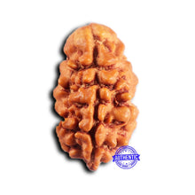 Load image into Gallery viewer, 2 Mukhi Rudraksha from Nepal - Bead No. 189