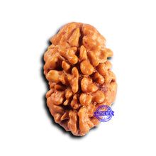 Load image into Gallery viewer, 2 Mukhi Rudraksha from Nepal - Bead No. 190
