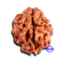 Load image into Gallery viewer, 2 Mukhi Rudraksha from Nepal - Bead No. 195
