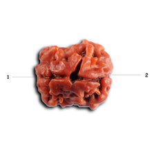 Load image into Gallery viewer, 2 Mukhi Rudraksha from Nepal - Bead No. 198