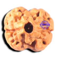 Load image into Gallery viewer, 2 Mukhi Rudraksha from Nepal - Bead No. 158