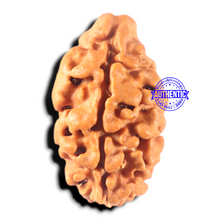 Load image into Gallery viewer, 2 Mukhi Rudraksha from Nepal - Bead No. 158