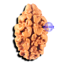 Load image into Gallery viewer, 2 Mukhi Rudraksha from Nepal - Bead No. 158