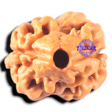 Load image into Gallery viewer, 2 Mukhi Rudraksha from Nepal - Bead No. 160