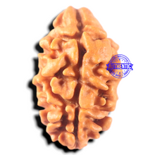 Load image into Gallery viewer, 2 Mukhi Rudraksha from Nepal - Bead No. 160