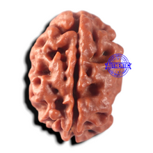 Load image into Gallery viewer, 2 Mukhi Rudraksha from Nepal - Bead No. 181
