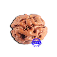 Load image into Gallery viewer, 2 Mukhi Rudraksha from Indonesia - Bead No. 178