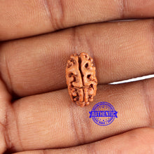 Load image into Gallery viewer, 2 Mukhi Rudraksha from Indonesia - Bead No. 178