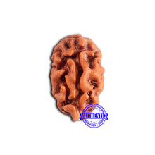 Load image into Gallery viewer, 2 Mukhi Rudraksha from Indonesia - Bead No. 179