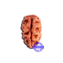 Load image into Gallery viewer, 2 Mukhi Rudraksha from Indonesia - Bead No. 180