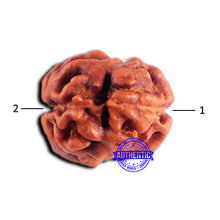 Load image into Gallery viewer, 2 Mukhi Rudraksha from Indonesia - Bead No. 182