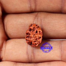 Load image into Gallery viewer, 2 Mukhi Rudraksha from Indonesia - Bead No. 182
