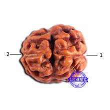 Load image into Gallery viewer, 2 Mukhi Rudraksha from Indonesia - Bead No. 184
