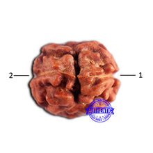 Load image into Gallery viewer, 2 Mukhi Rudraksha from Indonesia - Bead No. 185