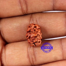 Load image into Gallery viewer, 2 Mukhi Rudraksha from Indonesia - Bead No. 185