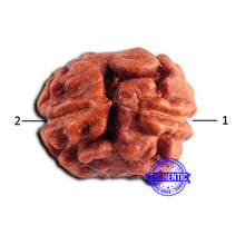 Load image into Gallery viewer, 2 Mukhi Rudraksha from Indonesia - Bead No. 186