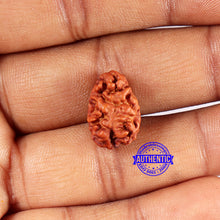 Load image into Gallery viewer, 2 Mukhi Rudraksha from Indonesia - Bead No. 186