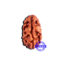 Load image into Gallery viewer, 2 Mukhi Rudraksha from Indonesia - Bead No. 186