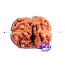 Load image into Gallery viewer, 2 Mukhi Rudraksha from Indonesia - Bead No. 187
