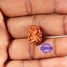 Load image into Gallery viewer, 2 Mukhi Rudraksha from Indonesia - Bead No. 187