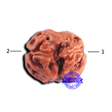 Load image into Gallery viewer, 2 Mukhi Rudraksha from Indonesia - Bead No. 188