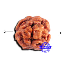 Load image into Gallery viewer, 2 Mukhi Rudraksha from Indonesia - Bead No. 190