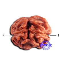 Load image into Gallery viewer, 2 Mukhi Rudraksha from Indonesia - Bead No. 192