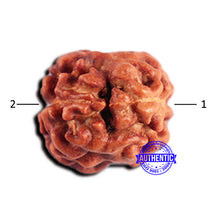 Load image into Gallery viewer, 2 Mukhi Rudraksha from Indonesia - Bead No. 193