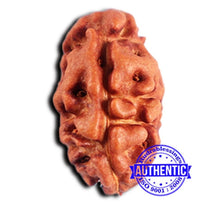 Load image into Gallery viewer, 2 Mukhi Rudraksha from Indonesia - Bead No. 195
