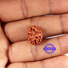 Load image into Gallery viewer, 2 Mukhi Rudraksha from Indonesia - Bead No. 196