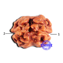 Load image into Gallery viewer, 2 Mukhi Rudraksha from Indonesia - Bead No. 198