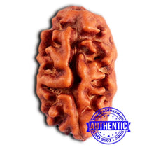 Load image into Gallery viewer, 2 Mukhi Rudraksha from Indonesia - Bead No.199