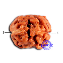 Load image into Gallery viewer, 2 Mukhi Rudraksha from Indonesia - Bead No. 200