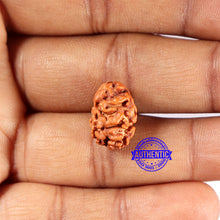 Load image into Gallery viewer, 2 Mukhi Rudraksha from Indonesia - Bead No. 203