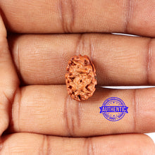 Load image into Gallery viewer, 2 Mukhi Rudraksha from Indonesia - Bead No. 206