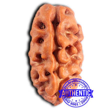 Load image into Gallery viewer, 2 Mukhi Rudraksha from Indonesia - Bead No. 208