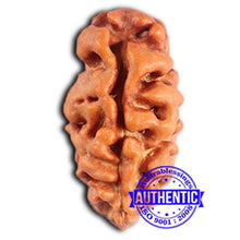 Load image into Gallery viewer, 2 Mukhi Rudraksha from Indonesia - Bead No. 209