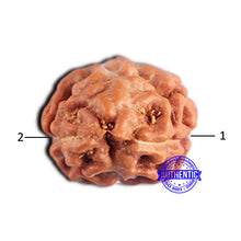 Load image into Gallery viewer, 2 Mukhi Rudraksha from Indonesia - Bead No. 211