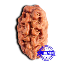 Load image into Gallery viewer, 2 Mukhi Rudraksha from Indonesia - Bead No. 211