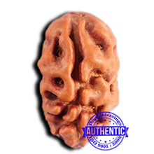 Load image into Gallery viewer, 2 Mukhi Rudraksha from Indonesia - Bead No.212