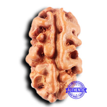 Load image into Gallery viewer, 2 Mukhi Rudraksha from Indonesia - Bead No. 214