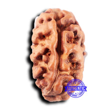Load image into Gallery viewer, 2 Mukhi Rudraksha from Indonesia - Bead No. 217